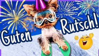 GUTEN RUTSCH ins neue Jahr 2024 🍾 Tierisch lustige Grüße zum Teilen 🥳 [upl. by Kin]