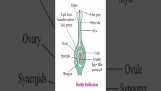 Double FertilizationBiology amp Botanycbse neet 12thbiology biology education knowledge study [upl. by Yenaiv]