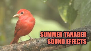 Summer Tanager Sounds ☀️ Summer Tanager Singing [upl. by Zachar]