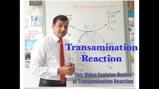 Transamination Reaction [upl. by Luise]