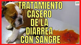 🆘 TRATAMIENTO CON REMEDIOS CASEROS PARA LA DIARREA CON SANGRE EN PERROS 🆘 [upl. by Puri]