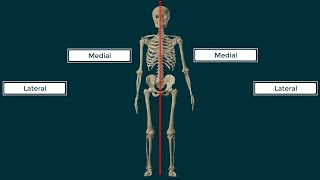 Términos Direccionales en Anatomía [upl. by Tahpos]