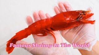 Famous Shrimp In The World  King of Crustaceans 👑🍤 [upl. by Patrick]