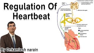 Regulation of heartbeat For class 11 12 NEET AIIMS By DRKAMLESH NARAIN [upl. by Anilorak]