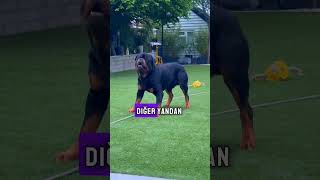 Kangal İle Rottweiler Karşılaşırsa Ne olur [upl. by Maillw]