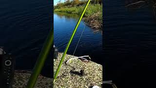 Bobber dropping actioncrappie freshwaterfish youtubeshorts acccrappiestix viralvideo [upl. by Enedan211]