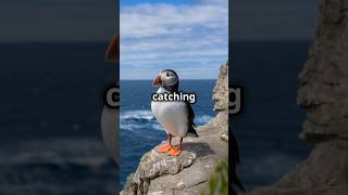 How Puffins Hunt and Store Fish in Their Beaks [upl. by Aubreir]