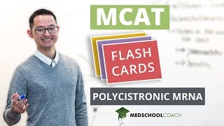 MCAT Flashcard Polycistronic mRNA [upl. by Lanita]