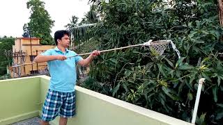 How to pick mangoes from garden  Mango plucking  Mango harvesting at home [upl. by Wurtz]