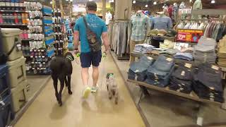 05 Cooper and Oakley go shopping with Aaron of ik9trainers551 [upl. by Mamoun]