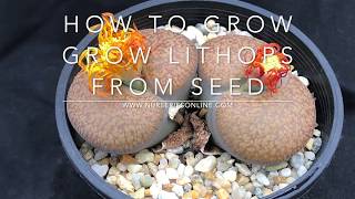 How to Grow Lithops from Seed  How and When to Plant Lithops seedsincludes other Mesembs [upl. by Ysteb890]