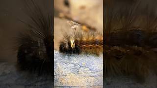 “Extreme Macro CloseUp Hairy Eupterote testacea Caterpillar in Detail”caterpillar macronature [upl. by Nirhtak]