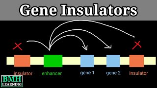 Gene Insulators  Enhancer Blocking Insulators  Transcription Regulation By Enhancers [upl. by Anya]