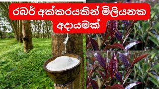 රබර් අක්කරයකින් වසරකට මිලියනයක්Tea Intercropping With Rubber  Over one million income from rubber [upl. by Engvall]