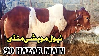 Neval Mandi karachi 2024 Latest Update  ADCattleInfo [upl. by Eliga]