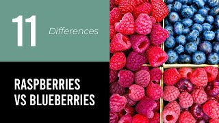 Raspberries Vs Blueberries [upl. by Tavish]