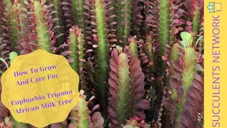 How To Grow amp Care For Euphorbia Trigona [upl. by Merat480]