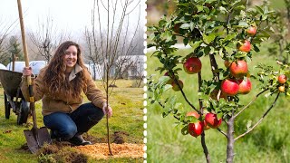 How to Plant Fruit Trees for MAXIMUM Growth and Harvest [upl. by Shulem]