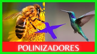 🐝 EXPLICACIÓN DE QUE ES LA POLINIZACIÓN Y LOS POLINIZADORES [upl. by Ameerak]