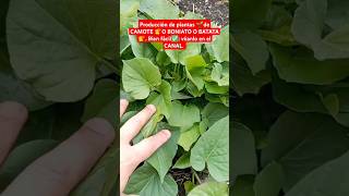 SHORTS Producción de plantas 🌱de CAMOTE 🍠O BONIATO O BATATA🍠 Bien fácil✅ véanlo en el CANAL [upl. by Snowber]