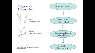 ENDOCRINOLOGIE diabète insipide cours  td cas clinique de hirsutisme [upl. by Mouldon]