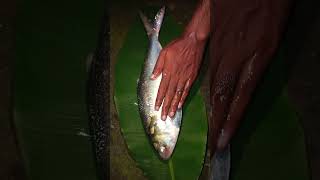 Hilsa fish full of eggs fish river shorts fishing [upl. by Nauqyaj780]