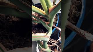 Monstera Deliciosa Plant housePlant Stem Leaf fenistration plantslovers plants exotic ￼ [upl. by Robinett]