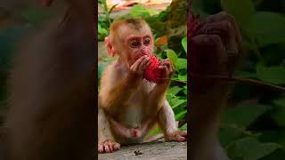 Lovely baby monkey monkey babymonkey [upl. by Fihsak748]