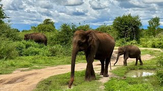 Udawalawe National Park Sri Lanka 🇱🇰 [upl. by Berny832]