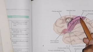 Functional areas of Cerebrum localization frontallobeareas part1 [upl. by December]