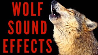 WOLF SOUND EFFECTS  Wolf Howling Sound [upl. by Yerga]