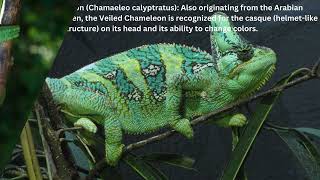 Discover the Worlds Top 5 Chameleon Species Natures Masters of Camouflage [upl. by Amarette560]