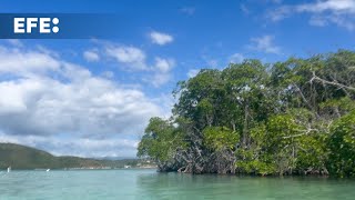 Desarrollan un banco de mangle rojo hacer frente al cambio climático en Puerto Rico [upl. by Service107]