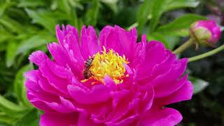 honey bee on purple peony closeup view [upl. by Nibur155]