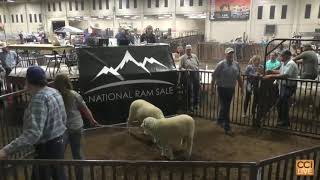 National Ram Sale Heber City UT Day 1 Oct 2024Oct04211623mp4 [upl. by Clintock]