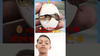 Chick was near to die🫢  I break shell instantly🥚🐣🐥short trending viralvideo [upl. by Sabino]