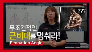 퍼포먼스 트레이닝 페네이션 앵글Pennation Angle과 파워의 연관성 [upl. by Chrisse3]