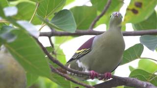 Thick Billed Green Pigeon [upl. by Tingley]