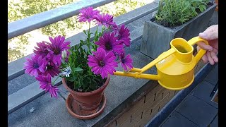 Planting New Osteospermum from my Local Garden Centre [upl. by Alanna]