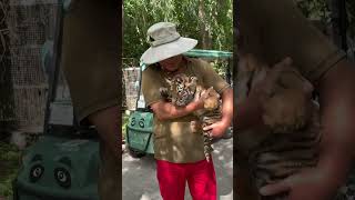 Summer vacation fun plan cat sunbathing tiger cubs encounter human cubs [upl. by Gathers]