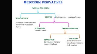 mesoderm derivatives [upl. by Judith]