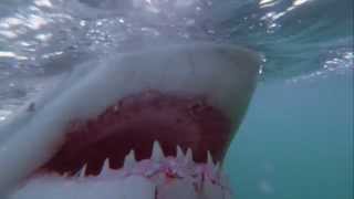 Great White Shark Attacks Freediver in South Africa [upl. by Eednyl]