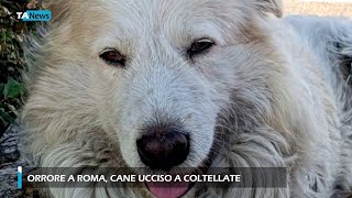 Orrore a Roma cane ucciso a coltellate [upl. by Lyndes]