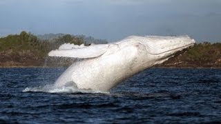 White humpback whale spotted off Australian shores [upl. by Emilie734]