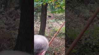 Pro Kill Shot in the 3d Wolverine Target  English Longbow [upl. by Omer813]