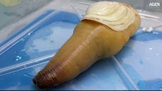 Geoduck Sashimi  Street Food in Japan [upl. by Hilar]