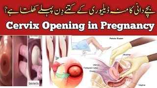 Cervix dilationOpening in PregnancyBachydani ka muh kB khulta hai delivery k lye [upl. by Amhser737]