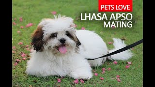 lhasa apso dog mating  male and female lhasa apso crossing [upl. by Atteuqahc]