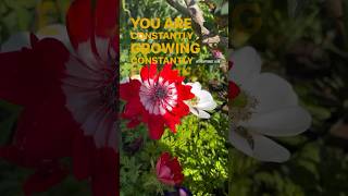 Growth 🌻 growth evolve motivation lawofattraction [upl. by Atiraj399]