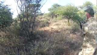 Eland hunt Walk and Stalk Eland bull hunt Kalahari Bray [upl. by Octavian]